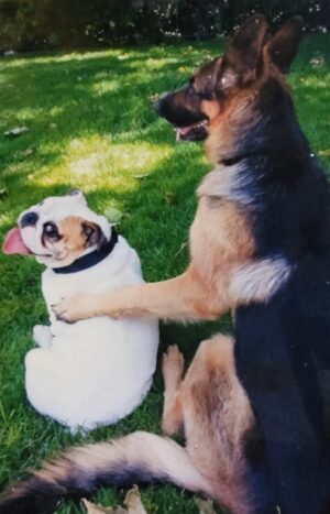 Trevor Donovan Instagram - I have some very sad news to share. The CK9 crew has lost their last founding canine member. Tito has crossed the rainbow bridge. He passed peacefully in his sleep and was in no pain. Tito was just 7 months short of his 11th birthday, which is a long time for a Bulldog. Over the years, many of you got to know and love the adventures of Dogbert & Tito, and we truly appreciate all your love and support. Teets lived a great life, full of love and many adventures with his big brother Dogert, and then more with his little brothers Shadow & Chance.  This video of Tito over the years has been paired with a poem that is very fitting. I hope you enjoy it. Tito was my little buddy and I will miss him dearly.
"And God said I will send them without wings so no one suspects they are angels." #riptito #bulldogs 
#CK9crew