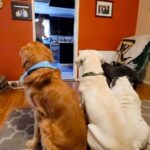 Trevor Donovan Instagram - #spoileddogs #Bulldog #goldenretriever #labrador