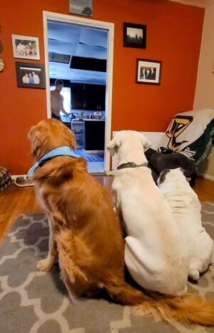 Trevor Donovan Instagram - #spoileddogs #Bulldog #goldenretriever #labrador