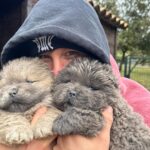 Tristan Defeuillet-Vang Instagram - meilleur anti-dépresseur @elevage_des_joyaux_de_tsar 🐶 ❤️ Ardèche