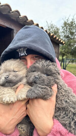 Tristan Defeuillet-Vang Instagram - meilleur anti-dépresseur @elevage_des_joyaux_de_tsar 🐶 ❤️
