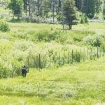 Troian Bellisario Instagram – Rocky Mountain Life. Rocky Mountain National Park, Colorado