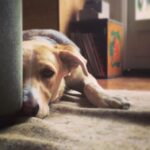 Troian Bellisario Instagram - It’s QUEEN BEANS BIRTHDAY! Here is to the best friend a girl could wish for. The Tilda Swinton of dogs. She’s got a heart where her head should be and 8 stomachs made for eating anything. Literally anything, you garbage dog. she’s the sweetest bag of beans you’ll ever hold. Because even at 90lbs she still thinks she’s a lap dog. And she kisses with her teeth. Gosh am i lucky. I’m so grateful Michelle (our beloved security guard at WB) put up a flyer for puppies over the donuts at crafty at PLL in 2014. I saw the litter and fell for the one girl. The blonde. I tried to give her a majestic name “Beawolf Luna” but pretty soon she established herself as Beans. Beelzebub. Beanzers. Or BEABEABEABEABEA. She’s been my ride or die for 8 years. And today @kikishrader was taking such good care of her while i am still so far away. I love you ladies. And Bea. You were my first daughter… don’t tell the girls.