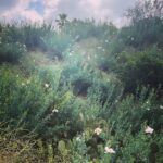 Troian Bellisario Instagram - Spring has sprung. Griffith Park
