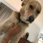 Troian Bellisario Instagram - It’s QUEEN BEANS BIRTHDAY! Here is to the best friend a girl could wish for. The Tilda Swinton of dogs. She’s got a heart where her head should be and 8 stomachs made for eating anything. Literally anything, you garbage dog. she’s the sweetest bag of beans you’ll ever hold. Because even at 90lbs she still thinks she’s a lap dog. And she kisses with her teeth. Gosh am i lucky. I’m so grateful Michelle (our beloved security guard at WB) put up a flyer for puppies over the donuts at crafty at PLL in 2014. I saw the litter and fell for the one girl. The blonde. I tried to give her a majestic name “Beawolf Luna” but pretty soon she established herself as Beans. Beelzebub. Beanzers. Or BEABEABEABEABEA. She’s been my ride or die for 8 years. And today @kikishrader was taking such good care of her while i am still so far away. I love you ladies. And Bea. You were my first daughter… don’t tell the girls.
