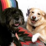Troian Bellisario Instagram - It’s QUEEN BEANS BIRTHDAY! Here is to the best friend a girl could wish for. The Tilda Swinton of dogs. She’s got a heart where her head should be and 8 stomachs made for eating anything. Literally anything, you garbage dog. she’s the sweetest bag of beans you’ll ever hold. Because even at 90lbs she still thinks she’s a lap dog. And she kisses with her teeth. Gosh am i lucky. I’m so grateful Michelle (our beloved security guard at WB) put up a flyer for puppies over the donuts at crafty at PLL in 2014. I saw the litter and fell for the one girl. The blonde. I tried to give her a majestic name “Beawolf Luna” but pretty soon she established herself as Beans. Beelzebub. Beanzers. Or BEABEABEABEABEA. She’s been my ride or die for 8 years. And today @kikishrader was taking such good care of her while i am still so far away. I love you ladies. And Bea. You were my first daughter… don’t tell the girls.