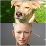 Troian Bellisario Instagram - It’s QUEEN BEANS BIRTHDAY! Here is to the best friend a girl could wish for. The Tilda Swinton of dogs. She’s got a heart where her head should be and 8 stomachs made for eating anything. Literally anything, you garbage dog. she’s the sweetest bag of beans you’ll ever hold. Because even at 90lbs she still thinks she’s a lap dog. And she kisses with her teeth. Gosh am i lucky. I’m so grateful Michelle (our beloved security guard at WB) put up a flyer for puppies over the donuts at crafty at PLL in 2014. I saw the litter and fell for the one girl. The blonde. I tried to give her a majestic name “Beawolf Luna” but pretty soon she established herself as Beans. Beelzebub. Beanzers. Or BEABEABEABEABEA. She’s been my ride or die for 8 years. And today @kikishrader was taking such good care of her while i am still so far away. I love you ladies. And Bea. You were my first daughter… don’t tell the girls.