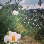 Troian Bellisario Instagram - Spring has sprung. Griffith Park