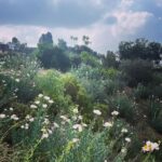 Troian Bellisario Instagram - Spring has sprung. Griffith Park