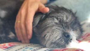 Troian Bellisario Instagram - 17 years and still not long enough. 

Charlie (Charleston Zappa) welcomed me into a life with @patrickjadams . I was the new girl, he tolerated me. And though I had dogs before, Charlie was the one that grew me up. He was our first kid. The first one to teach me it wasn’t just about me. It was about the family. Feed me, walk me, love me. Put yourself aside. And it was the most incredible lesson. 

Charlie you made us parents, you were there through everything. The honeymoon phase, moving in together, 7 years of long distance, the ups, the downs, the rattlesnakes, the coyotes, the surgeries, the long days and nights on sets, the long periods of unemployment, the first house, our engagement, your sister Bea coming home, our adventures, our marriage, the birth of our children, their cries, their giggles, them pulling at your ears and tail, our first van trip across the country, our first summer at the cottage. You stayed through it all and left us some gnarly farts. You loved us through every moment. You were a rock and you made us the family we are today. You were a great teacher. And now. You are teaching us to say goodbye. With grace, with love, still softly whispering… it’s not just about you. It’s about the love you share in this brief, beautiful breath of life. I miss you already. I know this is only a new beginning of a life on the other side of you. But my heart is filled with your love, your lessons, and always, always it will always carry your memory.

Sleep sweet my love, enjoy all the best treats, catch all the frisbees, and run wild and free. We love you.