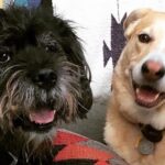 Troian Bellisario Instagram - 17 years and still not long enough. Charlie (Charleston Zappa) welcomed me into a life with @patrickjadams . I was the new girl, he tolerated me. And though I had dogs before, Charlie was the one that grew me up. He was our first kid. The first one to teach me it wasn’t just about me. It was about the family. Feed me, walk me, love me. Put yourself aside. And it was the most incredible lesson. Charlie you made us parents, you were there through everything. The honeymoon phase, moving in together, 7 years of long distance, the ups, the downs, the rattlesnakes, the coyotes, the surgeries, the long days and nights on sets, the long periods of unemployment, the first house, our engagement, your sister Bea coming home, our adventures, our marriage, the birth of our children, their cries, their giggles, them pulling at your ears and tail, our first van trip across the country, our first summer at the cottage. You stayed through it all and left us some gnarly farts. You loved us through every moment. You were a rock and you made us the family we are today. You were a great teacher. And now. You are teaching us to say goodbye. With grace, with love, still softly whispering… it’s not just about you. It’s about the love you share in this brief, beautiful breath of life. I miss you already. I know this is only a new beginning of a life on the other side of you. But my heart is filled with your love, your lessons, and always, always it will always carry your memory. Sleep sweet my love, enjoy all the best treats, catch all the frisbees, and run wild and free. We love you.