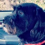 Troian Bellisario Instagram - 17 years and still not long enough. Charlie (Charleston Zappa) welcomed me into a life with @patrickjadams . I was the new girl, he tolerated me. And though I had dogs before, Charlie was the one that grew me up. He was our first kid. The first one to teach me it wasn’t just about me. It was about the family. Feed me, walk me, love me. Put yourself aside. And it was the most incredible lesson. Charlie you made us parents, you were there through everything. The honeymoon phase, moving in together, 7 years of long distance, the ups, the downs, the rattlesnakes, the coyotes, the surgeries, the long days and nights on sets, the long periods of unemployment, the first house, our engagement, your sister Bea coming home, our adventures, our marriage, the birth of our children, their cries, their giggles, them pulling at your ears and tail, our first van trip across the country, our first summer at the cottage. You stayed through it all and left us some gnarly farts. You loved us through every moment. You were a rock and you made us the family we are today. You were a great teacher. And now. You are teaching us to say goodbye. With grace, with love, still softly whispering… it’s not just about you. It’s about the love you share in this brief, beautiful breath of life. I miss you already. I know this is only a new beginning of a life on the other side of you. But my heart is filled with your love, your lessons, and always, always it will always carry your memory. Sleep sweet my love, enjoy all the best treats, catch all the frisbees, and run wild and free. We love you.