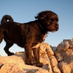 Troian Bellisario Instagram - 17 years and still not long enough. Charlie (Charleston Zappa) welcomed me into a life with @patrickjadams . I was the new girl, he tolerated me. And though I had dogs before, Charlie was the one that grew me up. He was our first kid. The first one to teach me it wasn’t just about me. It was about the family. Feed me, walk me, love me. Put yourself aside. And it was the most incredible lesson. Charlie you made us parents, you were there through everything. The honeymoon phase, moving in together, 7 years of long distance, the ups, the downs, the rattlesnakes, the coyotes, the surgeries, the long days and nights on sets, the long periods of unemployment, the first house, our engagement, your sister Bea coming home, our adventures, our marriage, the birth of our children, their cries, their giggles, them pulling at your ears and tail, our first van trip across the country, our first summer at the cottage. You stayed through it all and left us some gnarly farts. You loved us through every moment. You were a rock and you made us the family we are today. You were a great teacher. And now. You are teaching us to say goodbye. With grace, with love, still softly whispering… it’s not just about you. It’s about the love you share in this brief, beautiful breath of life. I miss you already. I know this is only a new beginning of a life on the other side of you. But my heart is filled with your love, your lessons, and always, always it will always carry your memory. Sleep sweet my love, enjoy all the best treats, catch all the frisbees, and run wild and free. We love you.