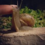 Tuvana Türkay Instagram - Kendini sevdirdi 🥲🐌💖