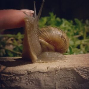 Tuvana Türkay Instagram - Kendini sevdirdi 🥲🐌💖