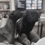 Tuvana Türkay Instagram – Kunaana bijiy söynücem 🖤 @iggytheiggy22 #italiangreyhound #puglove #iggylove