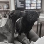 Tuvana Türkay Instagram - Kunaana bijiy söynücem 🖤 @iggytheiggy22 #italiangreyhound #puglove #iggylove