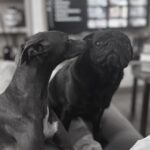 Tuvana Türkay Instagram - Kunaana bijiy söynücem 🖤 @iggytheiggy22 #italiangreyhound #puglove #iggylove