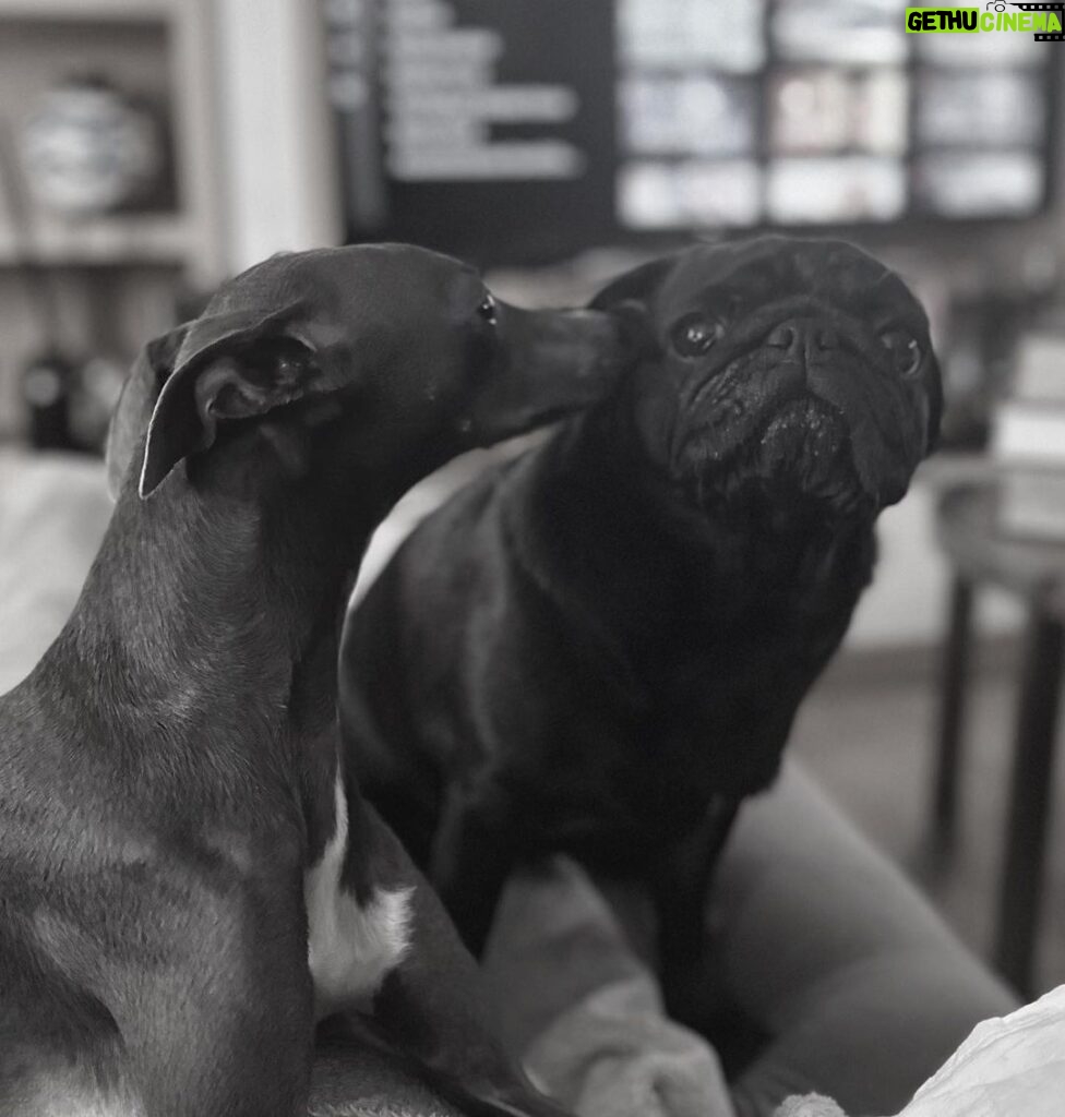 Tuvana Türkay Instagram - Kunaana bijiy söynücem 🖤 @iggytheiggy22 #italiangreyhound #puglove #iggylove