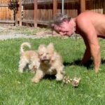 Ty Pennington Instagram - When everyone else is doing it…. 😵‍💫🤢 #missedmybabies . . . . #rescuedog #rescuedogs #rescuedogsofinstagram #mybabies #dogs #cute #cutedogs #puppy #adoptdontshop Denver, Colorado