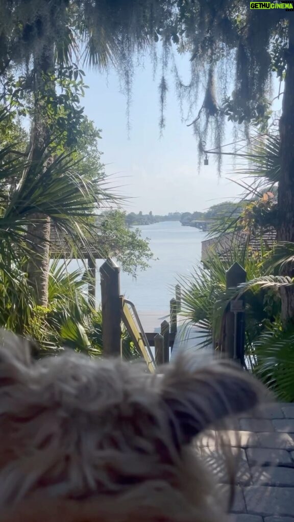 Ty Pennington Instagram - This view, those dogs, the person sitting next to me… grateful for it all 🙏🏼✨#stillness The Hammock