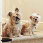 Ty Pennington Instagram - 🤎 #adoptdontshop #rescuedismyfavoritebreed Savannah, Georgia