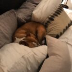 Tyler Blackburn Instagram - Missing my lil’ nugget hard right now 😟