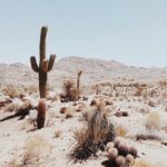 Tyler Blackburn Instagram - Road trip 🤘🏽 Joshua Tree, California
