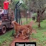 Tyrese Gibson Instagram - Nope….. I’m never going tiger watching