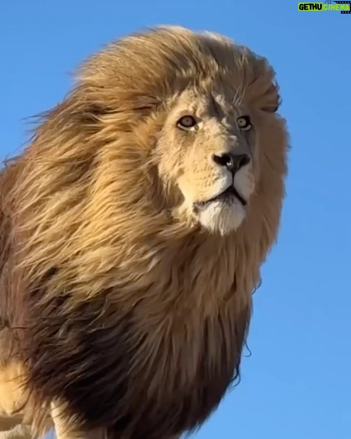 Tyrese Gibson Instagram - Someone secretly filmed me and Zelie at the beach…. So many people out there today I couldn’t find her……. King looking for his Queen……. Leo Season for me ALL YEAR!!! @zelietimothy Gods a very specific God how could you NOT believe there’s a God….. I hope I get to live till I’m 111 life is so beautiful all colors all levels the manifestation of JESUS is upon us we just have to open our eyes….