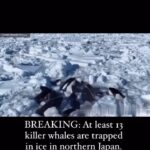 Tyrese Gibson Instagram - Omg please post this guys so that more attention and awareness to motivate then to get out there to help these innocent orcas