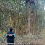 Tyrese Gibson Instagram - If I was walking through the woods looked up and see this? Nah I’m good bro I’m out