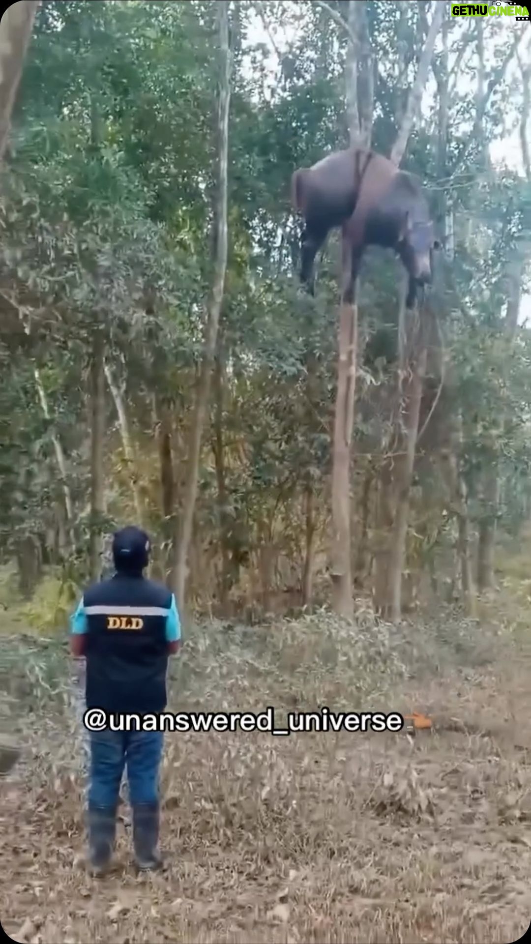 Tyrese Gibson Instagram - If I was walking through the woods looked up and see this? Nah I’m good bro I’m out