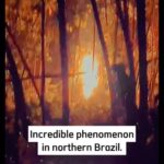 Tyrese Gibson Instagram - There was an alien spotted in Brazil….. a few days ago….. Now this? Seems like the aliens spaceship crashed in the bushes read the captions….