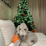 Uhm Ji-won Instagram – 벌써 12월 
한 해 마무리의 시작.
울 강쥐들이랑 @love_wonnie1230 
트리만들기🎄🌲

우리 2023년 예쁘게 마무리해요💓