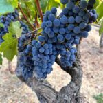 Uhm Ji-won Instagram - #napavalley #yountville