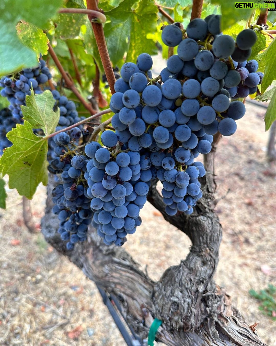 Uhm Ji-won Instagram - #napavalley #yountville