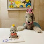 Uhm Ji-won Instagram – Yes, I am a birthday girl💓

#viki #bedlington Seoul, Korea