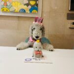 Uhm Ji-won Instagram – Yes, I am a birthday girl💓

#viki #bedlington Seoul, Korea
