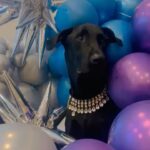 Urvashi Rautela Instagram - Happy birthday to the furriest friend around! #OscarRautela #18July 🎂🐾 "Wishing a pawsitively perfect day to my one-of-a-kind canine companion! You bring so much joy to my life, and I'm grateful for every wag and woof." 🎂: @mariyams_cakery Decor : @bombay_dream_events 🎉🐶 #HappyBirthdayOscar #FurryFriend #Dog #oscar #love #UrvashiRautela #UR1