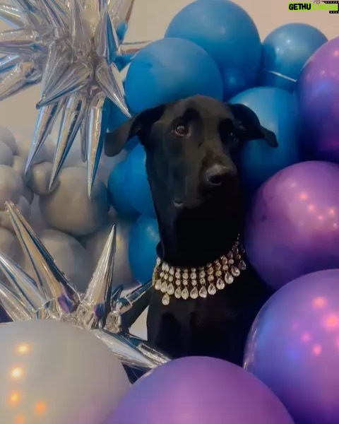 Urvashi Rautela Instagram - Happy birthday to the furriest friend around! #OscarRautela #18July 🎂🐾 "Wishing a pawsitively perfect day to my one-of-a-kind canine companion! You bring so much joy to my life, and I'm grateful for every wag and woof." 🎂: @mariyams_cakery Decor : @bombay_dream_events 🎉🐶 #HappyBirthdayOscar #FurryFriend #Dog #oscar #love #UrvashiRautela #UR1