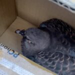 Uyan Tien Instagram - 今天的side quest是來送這隻小鳥 到消防員🧑‍🚒🐦 —————————————————— 到了忠孝新生捷運一號出口在地上見到見到這隻小鳥，飛不起來，然後嘴巴/鼻子長出來一些奇怪的東西，不知道是不是被感染或者病毒，不太敢直接用手抓它～ 它也太靠近在經過的車子，差一點被車壓死幾次，我就找附近的店員給我一個小紙盒，然後打電話給Wild Birds Society of Taipei Rescue Center來請教我要怎麼處理，他們建議我送到消防員那邊🧑‍🚒 我到了現場，消防員聽我說我撿到一隻飛不起來的小鳥，他馬上就知道 ～ 雖然這是我第一次遇到的狀況，但通過消防員的反應，還蠻常發生～