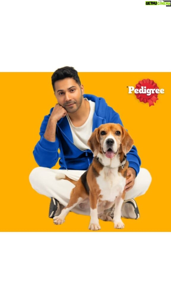 Varun Dhawan Instagram - Unlock your doggo’s star potential with Pedigree’s 100% Complete & Balanced enriched with 37 essential nutrients for healthy bones and muscles. #VarunBowledOverbyPedigree #PedigreeCompleteAndBalancedNutrition @pedigree_india