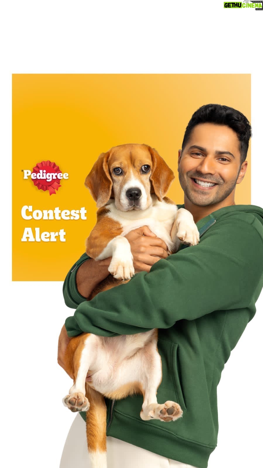 Varun Dhawan Instagram - Dha(wan) and only star in my life is joey ๐ถ Make your dog a star, just like Joey, by entering the Pedigree contest! Take a photo or video of your dog catching the ball mid air and tag @pedigree_india to win 6 months of free Pedigree food! *Contest valid till November 19th 2023 #ContestAlert #VarunBowledOverbyPedigree #PedigreeCompleteAndBalancedNutrition