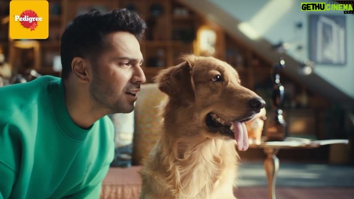 Varun Dhawan Instagram - Super thrilled to be the first Indian brand ambassador for @pedigree_india #VarunBowledOverByPedigree As a dog parent, I fully support properly crafted nutrition for them, and that’s why, with Pedigree’s 100% complete and balanced nutrition, we want your doggo to have stronger bones, muscles & shinier coat too, just like Buddy! Packed with 37 vital nutrients, you can also unlock their star potential. Try Pedigree now! #PedigreeCompleteAndBalancedNutrition
