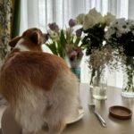 Varvara Shcherbakova Instagram - Что-то я совсем перестала любить фотографироваться, официально заявляю) Мне стало важно проживать моменты, которые хочется запечатлеть. Смотреть концерты не через камеру айфона, а вот прям глазами! А фотки с макияжем стали чем-то обыденным, я даже просто бэкстейдж сразу удаляю. А вот фоткать собаку не перестану никогда))))) А вы как взрослеете? Поделитесь)