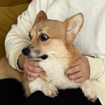 Varvara Shcherbakova Instagram - Журнал «Домашний очаг» в гостях у Варвары и Милагрос Щербаковых! Мейк энд хэир @ilonamakeup Фото @parfenyuk_olya Собачья жизнь