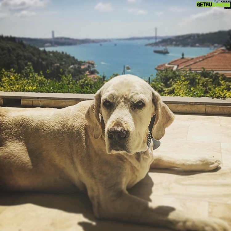 Vatan Şaşmaz Instagram - #zino #iyipazarlar #goldenretriever #goldenretrieversofinstagram