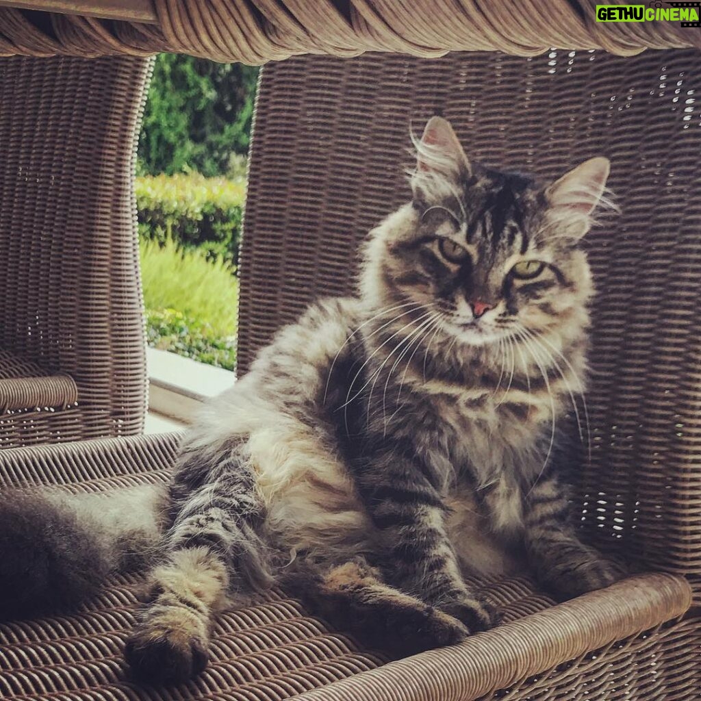Vatan Şaşmaz Instagram - #cat #catofinstagram #cats_of_instagram #cats #catperson #sittingcat #coolcat #kedi