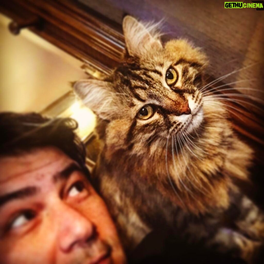 Vatan Şaşmaz Instagram - #cat #catsofinstagram